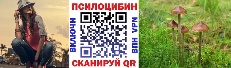 Галлюциногенные грибы Psilocybe  Купить закладки  Каменногорск 